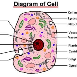 Quiz 1 the cell and the microscope