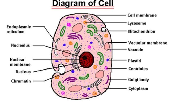 Quiz 1 the cell and the microscope