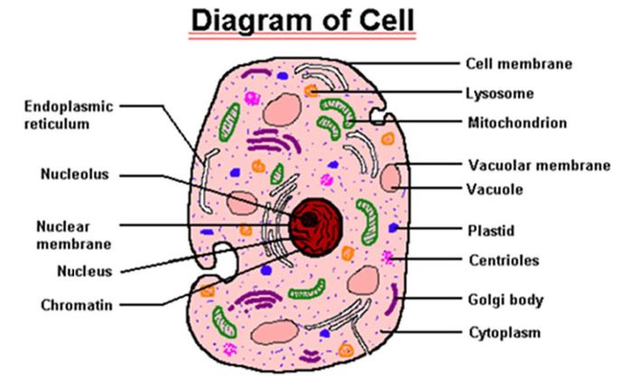 Quiz 1 the cell and the microscope