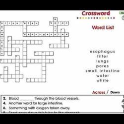 Digestive system crossword answer key