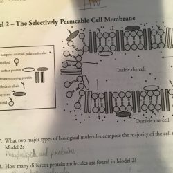 Membrane structure pogil answer key