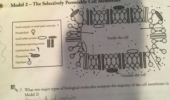 Membrane structure pogil answer key