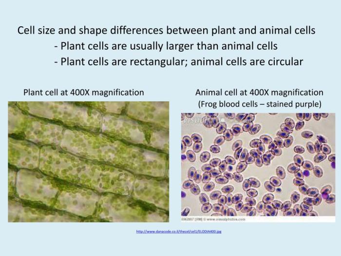 Quiz 1 the cell and the microscope