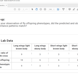 Mendelian genetics x linked fruit fly cross