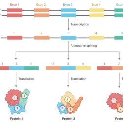 Mrna introns exons pre between difference mature rna vs function messenger splicing biology definition figure its into codon