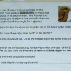 Student exploration: rainfall and bird beaks