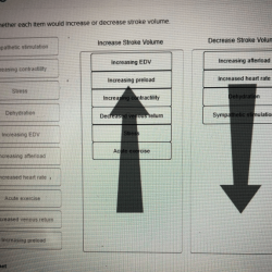 Indicate whether each item would increase or decrease contractility