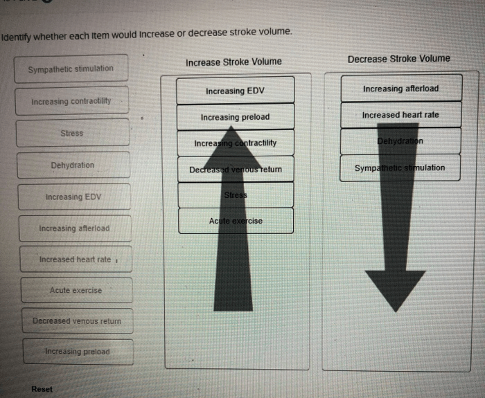 Indicate whether each item would increase or decrease contractility