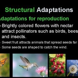 Connecting the concepts structural adaptations in land plants