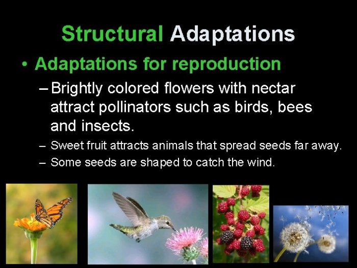 Connecting the concepts structural adaptations in land plants